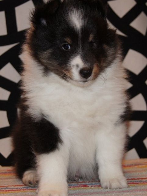 Sheltie  show  welpen mit papieren FCI (American and Canadian bloodlines) - Rassehunde Sheltie - Poznań
