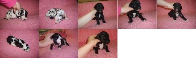 Deutsche Dogge Welpen mit VDH / FCI Pap. Eltern HD/ED frei - Rassehunde Dogge - Dolne Pole