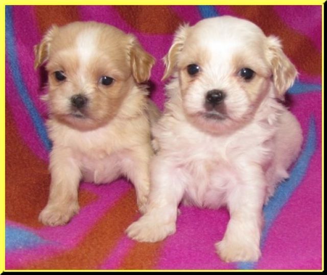 Malteser-Shihtzu - Mischlinge - Friedberg