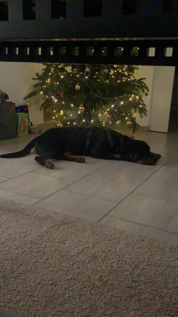 Rottweiler Rüde - Rassehunde Rottweiler - Berlin