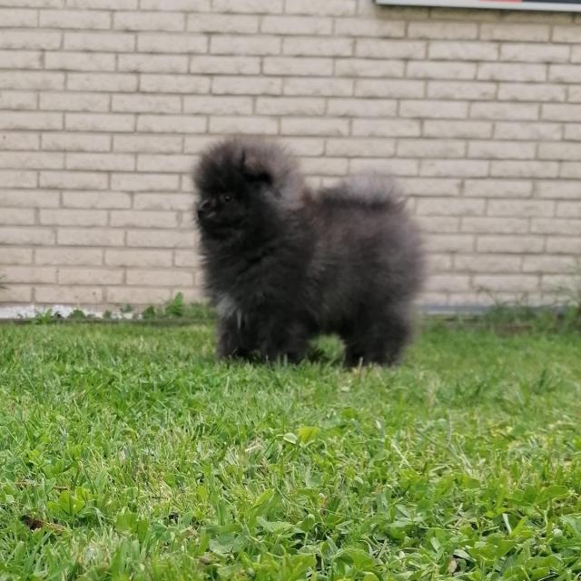 Süße Pomeranian Spitz Schwarzer Welpe - Rassehunde Spitz - Hille