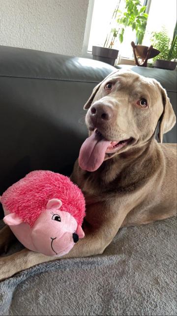 Luke silver labrador deckrüde  - Deckanzeigen - Offenbach 