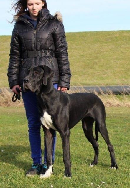 Deutsche Dogge VDH/DDC - Rassehunde Dogge - Westerstede