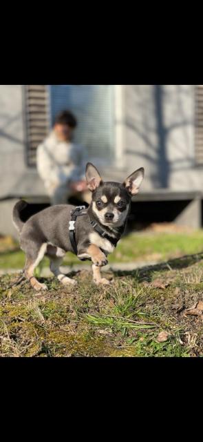 Chihuahua Deckrüde Blueline  - Deckanzeigen - Essen