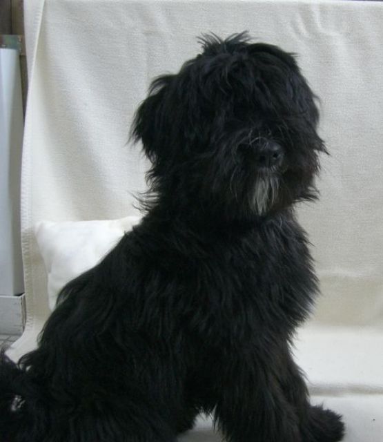 Wunderschöner Tibetterrier-Rüde - Rassehunde Terrier - Schöneiche / Berlin  