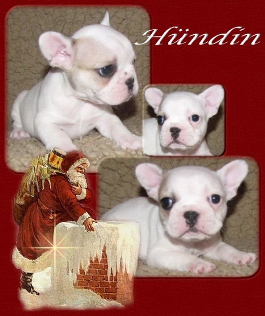 F.B. Welpen von untersuchten Elterntieren - Rassehunde Franzoesische Bulldogge - ulrichstein