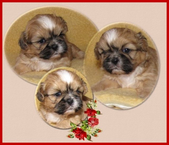 Shih Tzu Welpen, lieb und gesund - Rassehunde Shih Tzu - feldatal