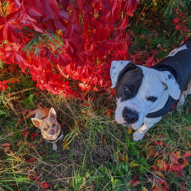 Mix Rüde sucht passendes Bully Körbchen  - Rassehunde Bulldog - Brandenburg an der Havel