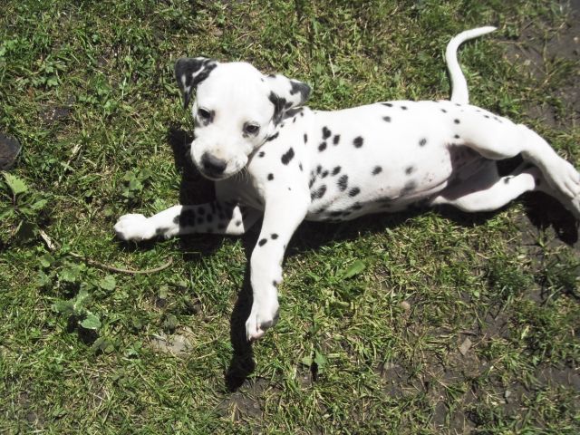 Dalmatinerwelpen ohne Papiere - Rassehunde Dalmatiner - Düsseldorf