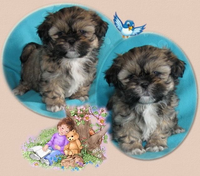 Shih Tzu Girl - Rassehunde Shih Tzu - feldatal
