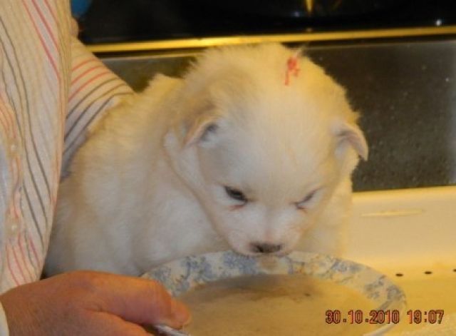 Weiße Großspitzwelpen - Rassehunde Spitz - Hulsberg