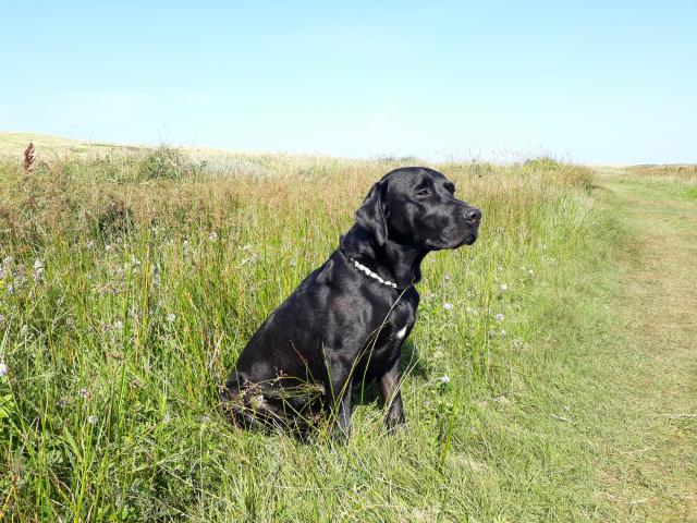Deckrüde Ridgeback Labrador  - Deckanzeigen - Menden