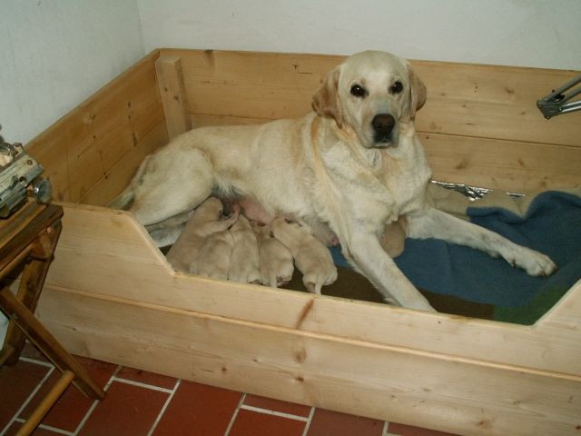Golden Labradorwelpen zu verkaufen / Verpaarung Labrador Retriever mit Golden Re - Rassehunde Labrador - Bertkow / Landkreis Stendal
