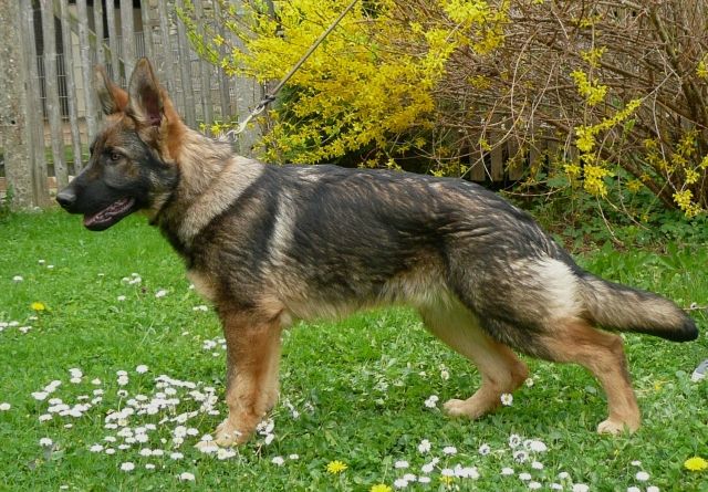 Schäferhündin, DDR-Linie - Rassehunde Schaeferhund - Schmieritz