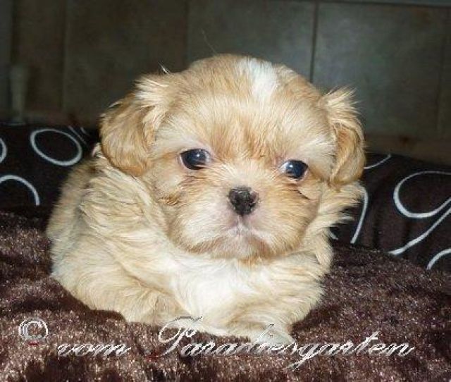 Gesunde kleine Shih Tzu Welpen mit Papieren - Rassehunde Shih Tzu - gießen