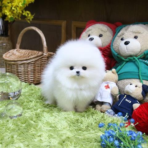Pomeranian welpen zu verkaufen - Rassehunde Spitz - Augsburg
