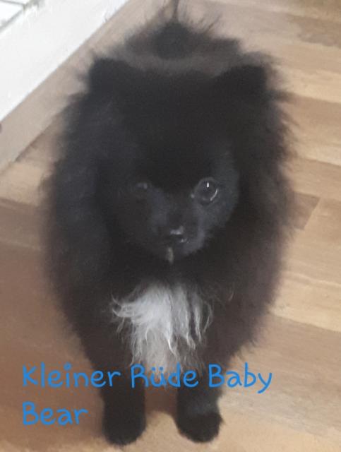 Unsere kleinen pommerschen Welpen warten auf liebevolle Eltern! - Rassehunde Spitz - Frechen