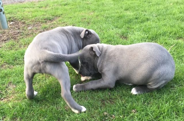 American Pit Bull Terrier welpenAmerican Pit Bull Terrier welpen - Rassehunde Pit Bull - Jena