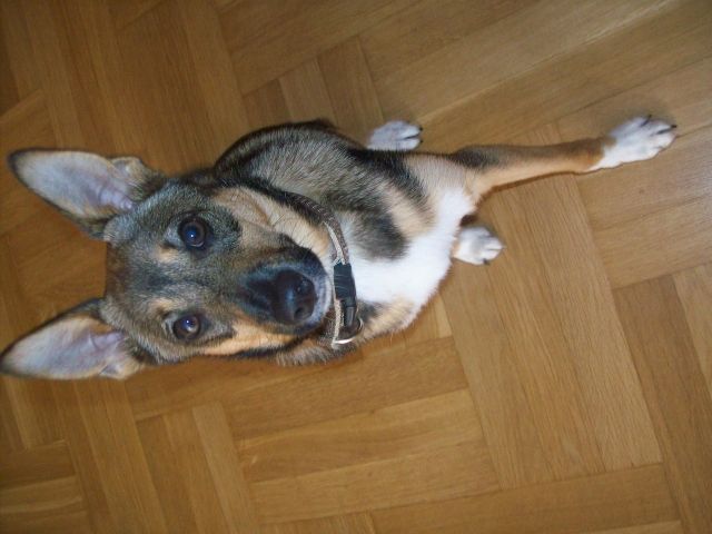 Kinderlieber Chihauhau Mix 6 Monate sucht Familie - Mischlinge - Mönchengladbach