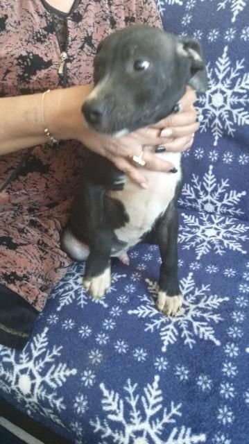 8 Pittbull Welpen zu Verkaufen  - Rassehunde Pit Bull - Mönchengladbach 