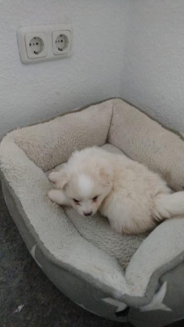 Teddy Face Pomeranian (Zwergspitz) Welpe - Rassehunde Spitz - Greifswald