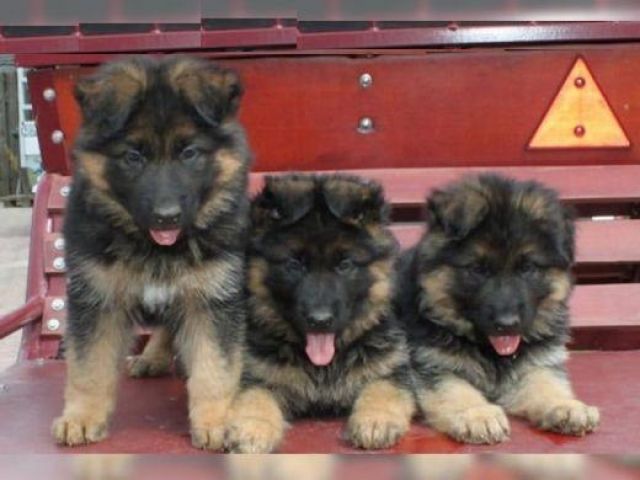 Deutsche Schäferhundwelpen mit Papieren für Familie - Rassehunde Schaeferhund - duseldorf