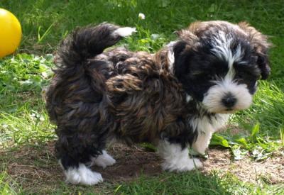  Bolonka Zwetna Welpe - Rassehunde Bolonka Zwetna - Frankfurt am Main, Stadt