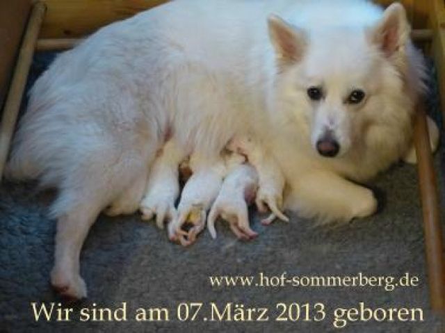Weisse Großspitzwelpen aus VDH/FCI Zucht - Rassehunde Spitz - Creglingen