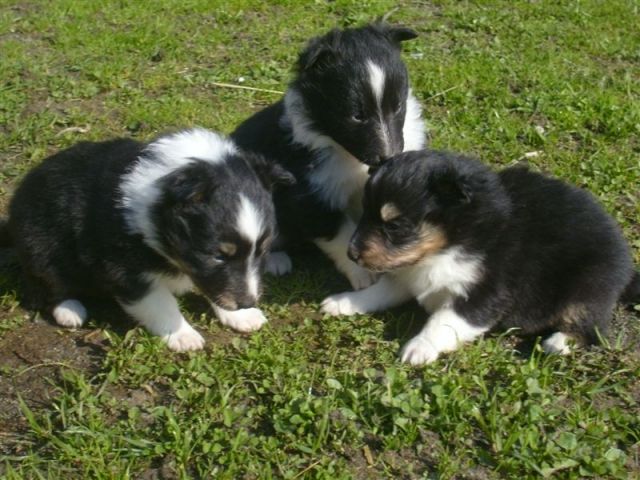 Sheltie Welpen-FCI Stammbau,bi-black,tricolor - Rassehunde Sheltie - Osoblaha