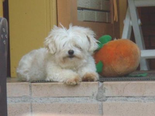 Buffy, Notfall! sucht ganz geduldige Menschen - Rassehunde Malteser - Steffenberg