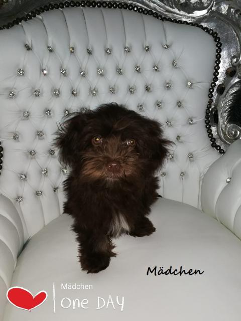 Bolonka  Zwetna Welpen - Rassehunde Bolonka Zwetna - Weißkeißel