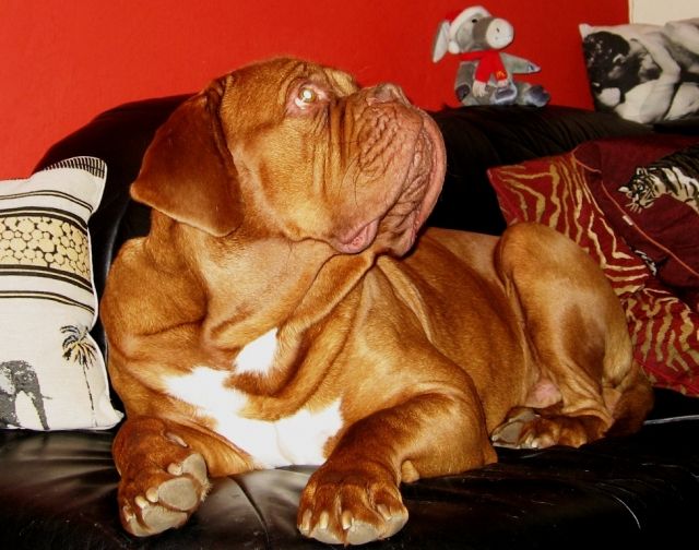 Bordeauxdoggen-Welpen mit Papieren - Rassehunde Bordeauxdoggen - Heichelheim