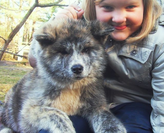 Akita Inu  Welpe - Rassehunde Spitz - Stuttgart