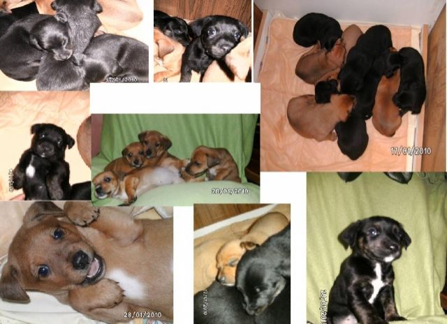 Jagdterrier-Jack Russel-Mix Welpen ab 15.02.2010 ........ - Mischlinge - Hohenseeden