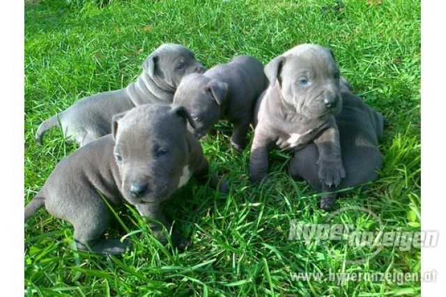 Rote und BlaueNase American Pitbull Rüden und Hündinnen * - Rassehunde Pit Bull - Deggendorf