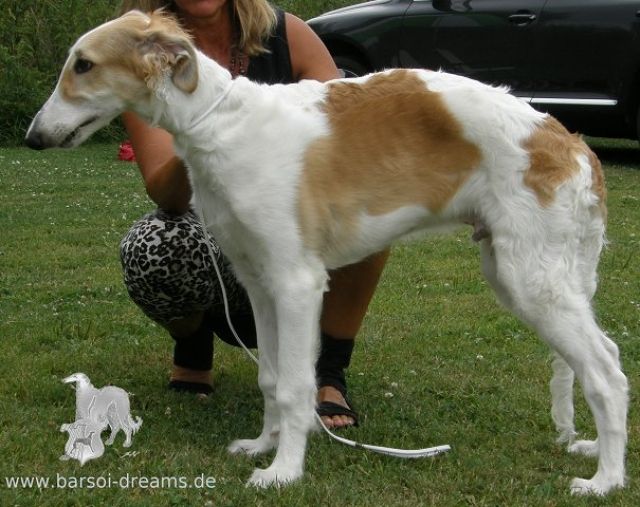 Barsoi Rüde 5 Monate sucht glückliches Zuhause - Rassehunde Windhund - München