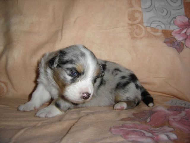 Traum Aussiewelpen! - Rassehunde Australian Shepherd - Ahorn