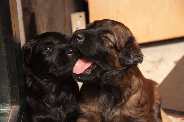 Briardwelpen abzugeben - Rassehunde Briard - Bereldange /Luxemburg