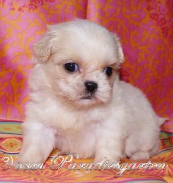 Excellente Shih Tzu Welpen aus Top Linien mit Papieren - Rassehunde Shih Tzu - frankfurt
