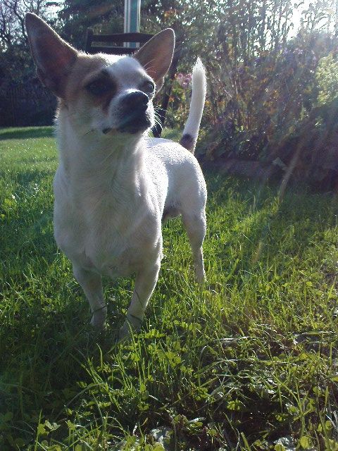 Chihuahua Deckrüde bietet seine Dienste an...KEIN VERKAUF! - Deckanzeigen - Meiningen