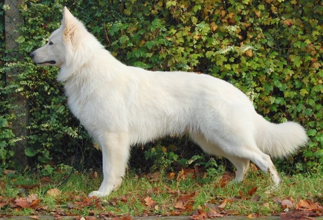 Multi Champion bietet sich an!!!  Weißer Schweizer Schäferhund mit FCI Papiere - Deckanzeigen - Jürgenstorf