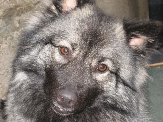 Haben läufige, reinrassige Wolfspitzdame und suche passenden Rüden - Deckanzeigen - Nickenich