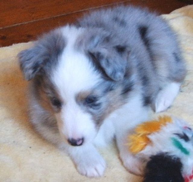 Zauberhafte Sheltie Welpen in blue-merle und tricolor - Rassehunde Sheltie - Wissen