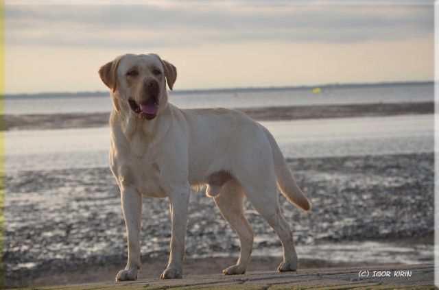 ♥ Blonder Labrador Deckrüde ♥ - Rassehunde Labrador - Monheim am Rhein