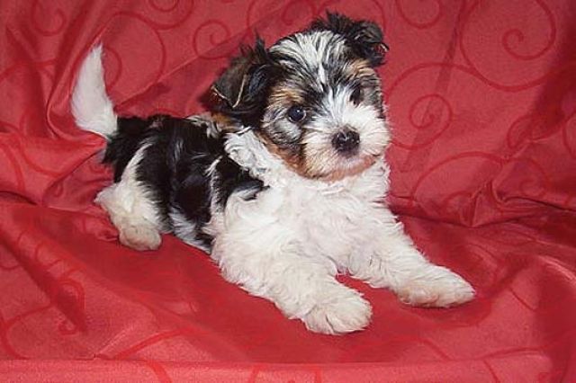 Biewer Yorkshire Terrier - Rassehunde Terrier - Wiesbaden