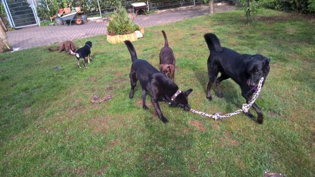 Hundebetreuung Nord - Hundesitter - Ammersbek