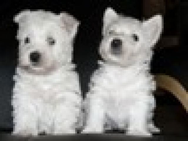 West Highland Terrier Welpen aus priv. Hobbyzucht - Rassehunde Terrier - Weyhe