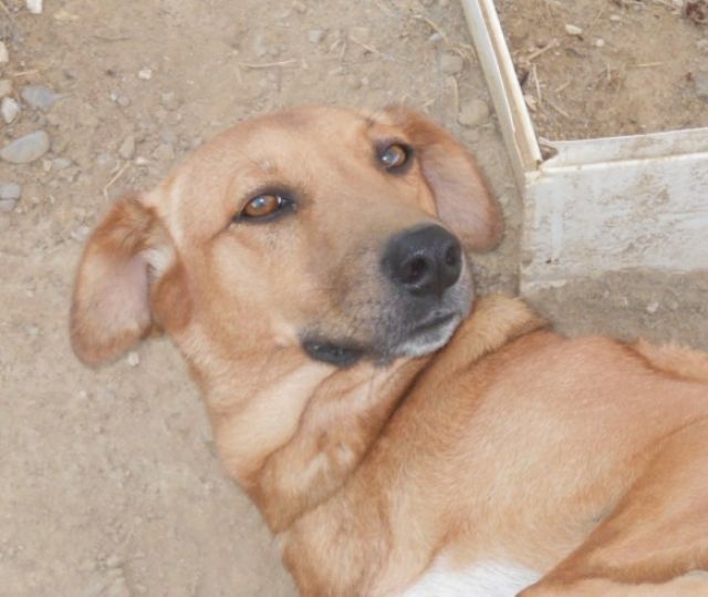 Seelchen 1,5 Jahre SEHR LIEB sucht ein Zuhause - Mischlinge - Haag OBB