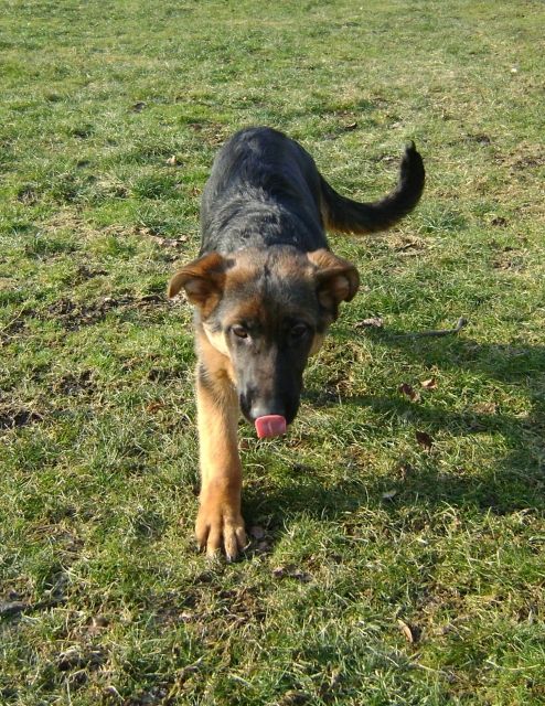 Wir haben noch einen süßen Welpen abzugeben!!! - Rassehunde Schaeferhund - Dörzbach