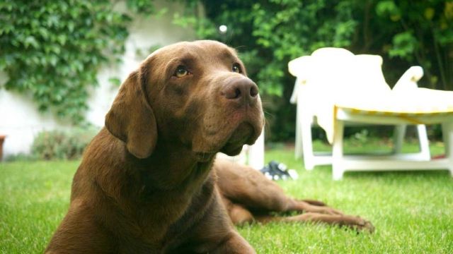 Bildhübscher kerngesunder brauner Labradorjunge sucht ... - Deckanzeigen - Offenbach